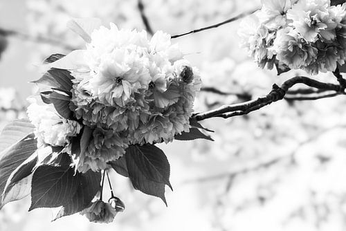 lentebloesems aan de boom