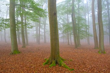 Mistige ochtend in het Leuvenumse bos op de Veluwe van Sjoerd van der Wal Fotografie