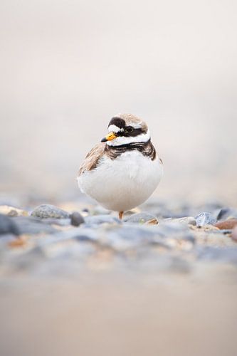 Ringed plover on the pebble beach