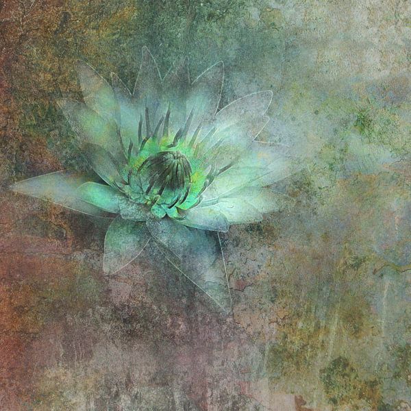 Water Lily by Claudia Gründler