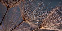 Panorama of droplets in the "golden" light with blue