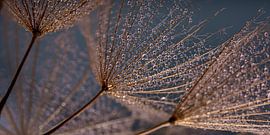 Panorama de gouttelettes dans la lumière "dorée" avec du bleu sur Marjolijn van den Berg