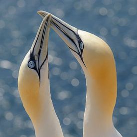 Gannets by Jon Geypen