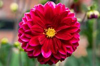 Dahlie rot