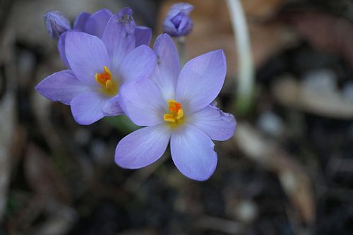 Krokus Jochumhof Steyl (Groot Venlo)