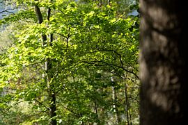 Obere Affensteinpromenade, Suisse saxonne - Branches et feuilles