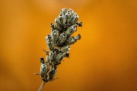 Choirs by Jeroen te Lindert