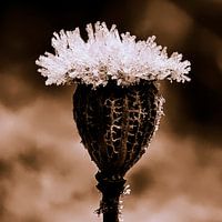 Kleine Haube