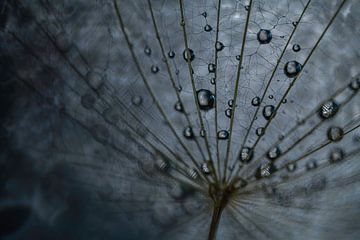 Morning Star Detail with Water Droplets Blue