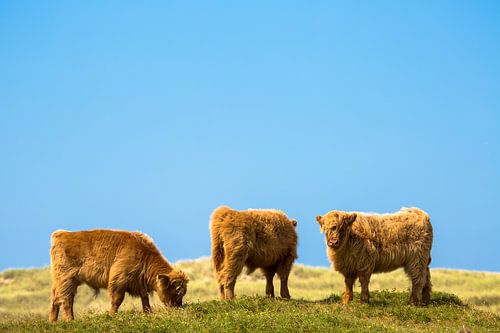 Hooglanders op Texel