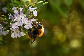 A bumblebee that radiates gentleness