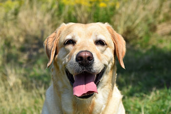 Hund Labrador