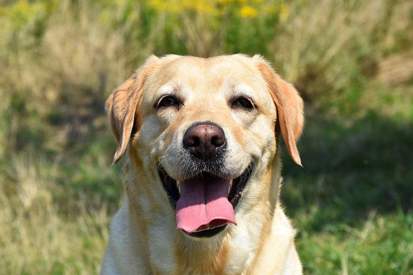 Hund Labrador par Marcel Ethner