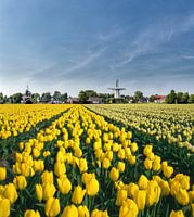 Windmill with field of yellow tulips, Netherlands, trick, assembly