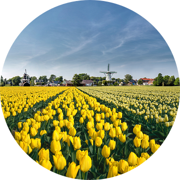 Windmolen met bollenveld van gele tulpen, Nederland, truc, montage van Rene van der Meer
