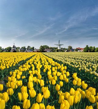 Windmolen met bollenveld van gele tulpen, Nederland, truc, montage van Rene van der Meer