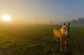 Horse in misty landscape by Remco Van Daalen