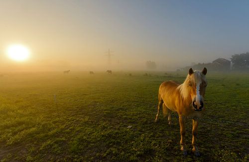 Horse in misty landscape