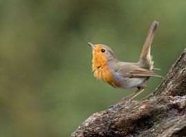 Roodborst van Marcel van Os