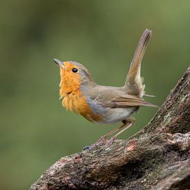 Roodborst van Marcel van Os