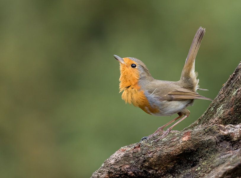 European Robin by Marcel van Os