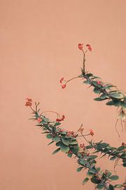 Blühender Zweig vor einer Terrakottawand von Floortje Louise