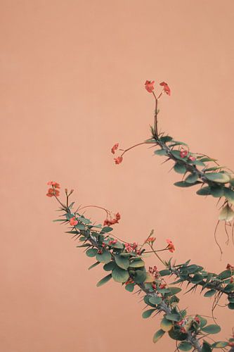 Branche fleurie contre un mur en terre cuite