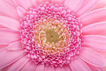 Le cœur d'un gerbera rose sur Marjolijn van den Berg