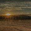 Cipresse laan in Toscane (Bagno Vignoni, SR2) tijdens gouden uur (zonsondergang)#0028 van Johannes Jongsma