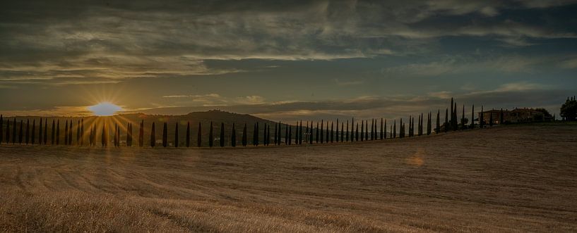 Cipresse laan in Toscane (Bagno Vignoni, SR2) tijdens gouden uur (zonsondergang)#0028 van Johannes Jongsma