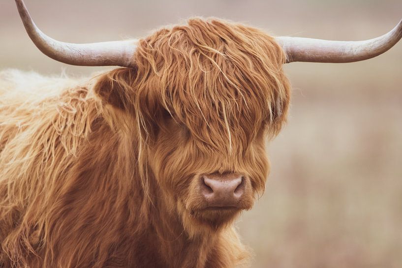 Scottish Highlander by Janneke Hollebrandse