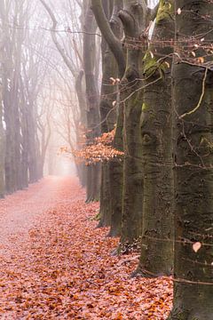 Forest path on a misty winter morning by Mayra Fotografie