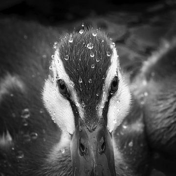 Jeune canard avec des gouttelettes d'eau