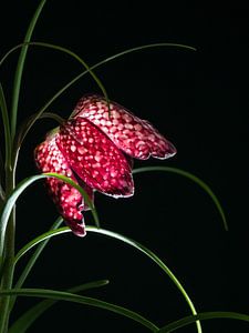 Leuchtende Schachbrettblume