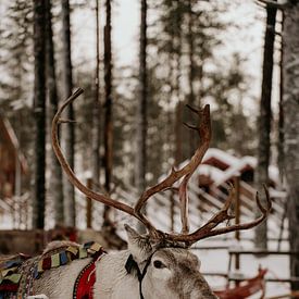 Rentiere in Finnisch-Lappland (Finnland)