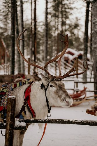 Rendier in Fins Lapland (Finland) van Christa Stories