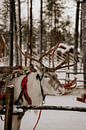 Rentiere in Finnisch-Lappland (Finnland) von Christa Stories Miniaturansicht
