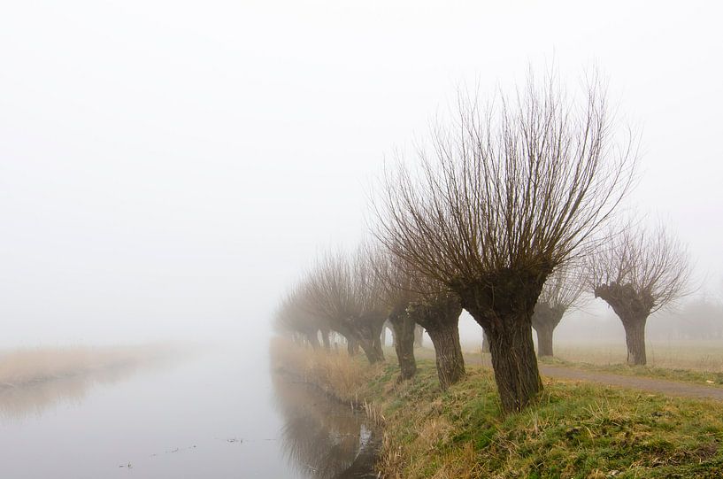 Mistwilgen van René Vos