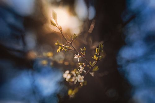 Gemütlicher Frühling