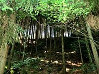 Forrest 4