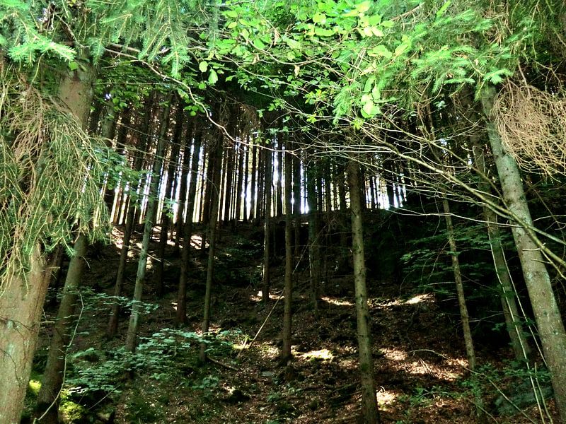 Forrest 4 by Desiree Barents