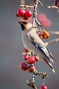 Vogels | Pestvogel onder kroon van appeltjes van Servan Ott thumbnail