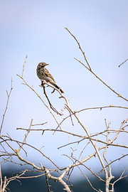 Meadow Pipit – songbird on bare twigs