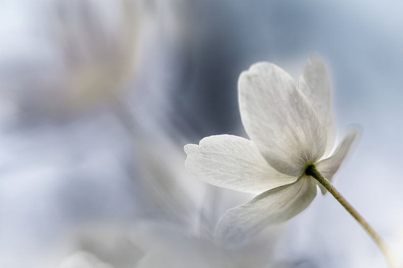 Anemone in blue by Patricia van Kuik