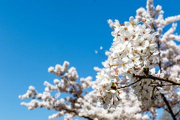 White Japanese cherry blossom trees in Amsterdam by WorldWidePhotoWeb