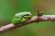 Der Laubfrosch von Laura Burgman Miniaturansicht