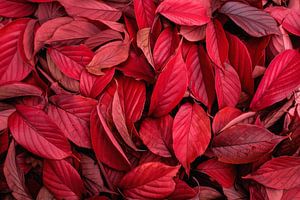 Schöne rote Blätter im Herbst