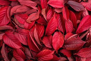 Schöne rote Blätter im Herbst von Chihong