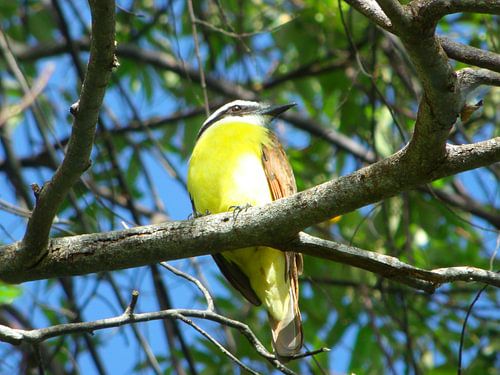 Bird 'Great Kiskadee'