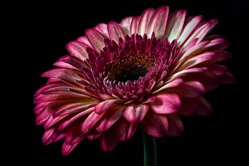 Gerbera roze kleur stilleven fotografie van Steven Dijkshoorn